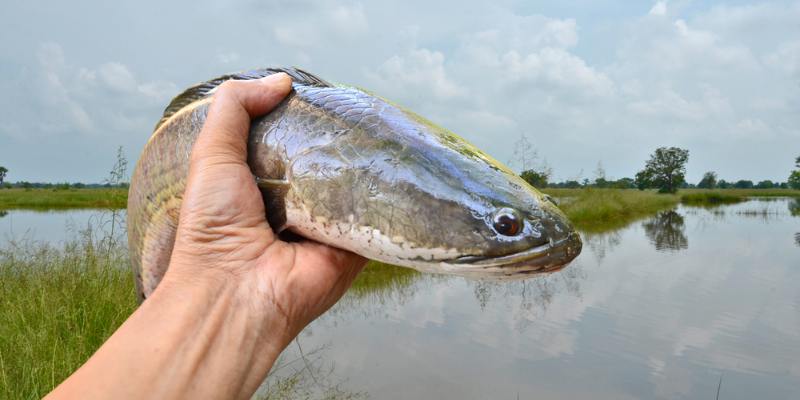 Giải mã chi tiết từng giấc mơ trong cuộc sống