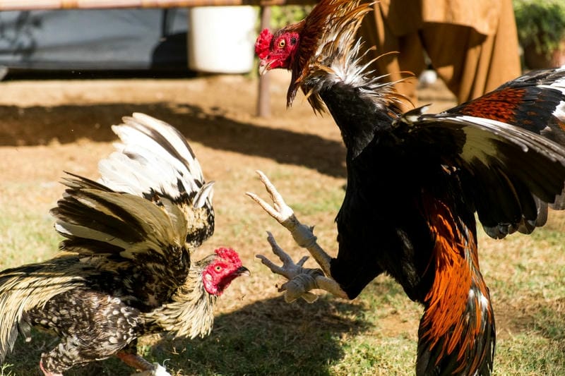  Giao diện kèo giới hạn tại 78WIN với thông báo thời gian mở cược.