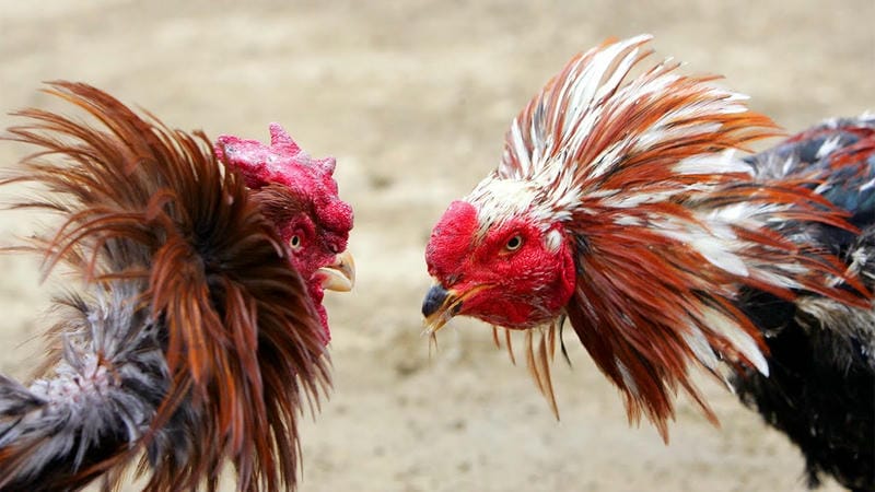  Thông tin chiến kê trên giao diện 78WIN, hiển thị lịch sử thi đấu và tỷ lệ cược.