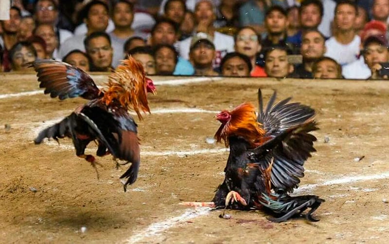  Màn hình livestream trận đá gà Thomo với hình ảnh sắc nét, kèo cược rõ ràng.